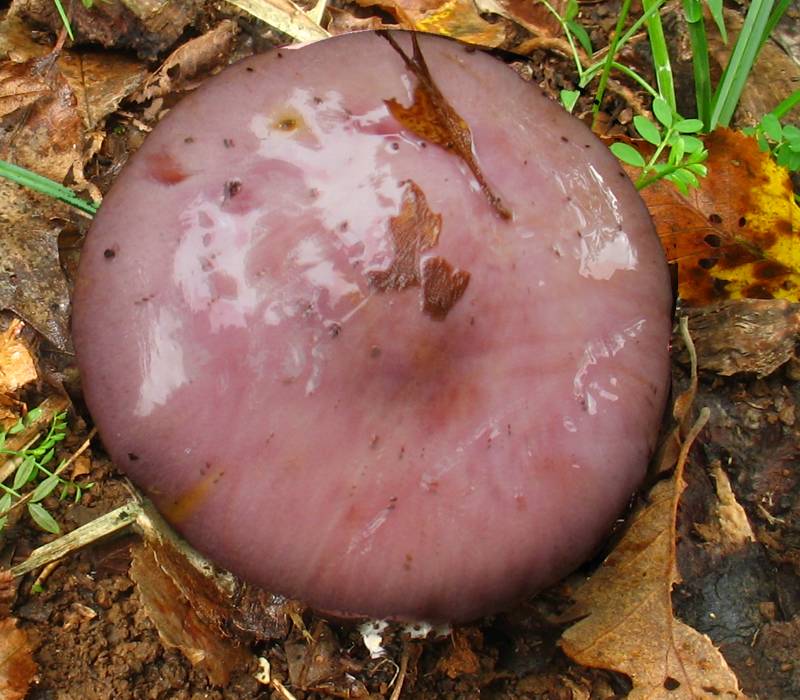 Cortinarius sodagnitus var. parasuaveolens